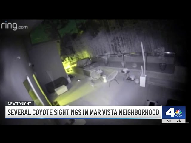 ⁣Mar Vista neighbors concerned over coyote sightings