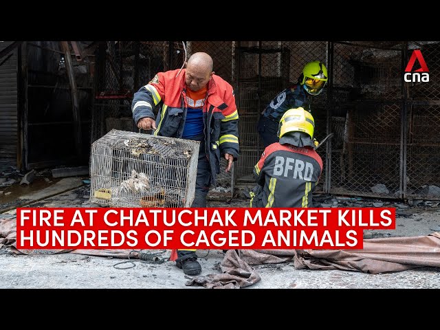 ⁣Fire at Bangkok's Chatuchak market kills hundreds of caged animals