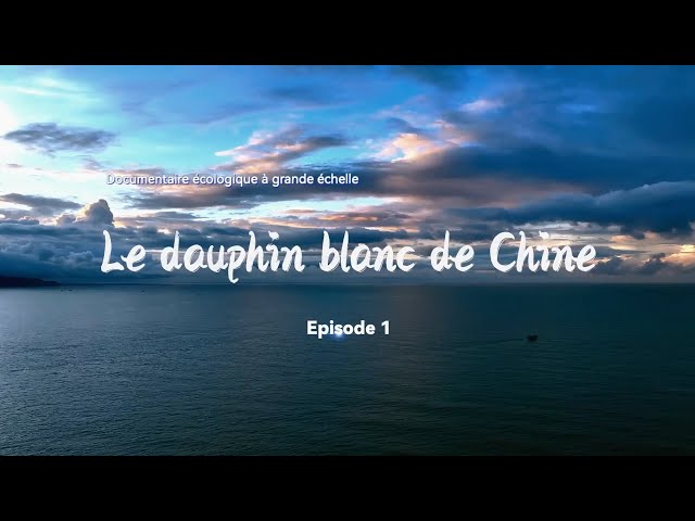 ⁣Le dauphin blanc de Chine Épisode 1