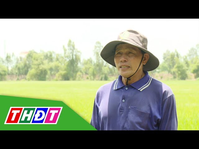⁣Cánh đồng lớn và nông dân @ Nguyễn Văn Nin ở huyện Tân Hồng | THDT