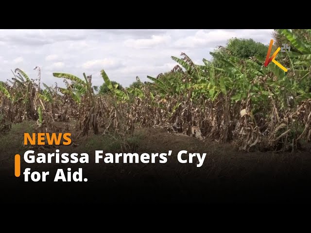 ⁣Garissa Farmers’ Cry for Aid: State Accused of Neglecting Agricultural Concerns.