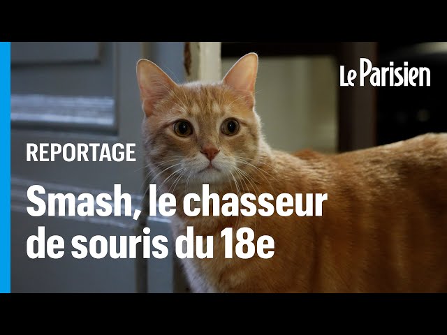 ⁣« Il fait le ménage » : Smash, le chasseur de souris de la mairie du XVIIIe arrondissement