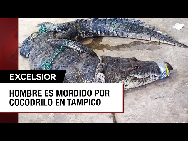 ⁣Cocodrilo ataca y muerde a adulto mayor en Tampico, Tamaulipas