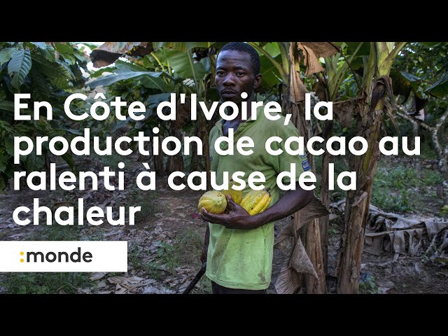 ⁣En Côte d'Ivoire, la production de cacao au ralenti à cause de la chaleur