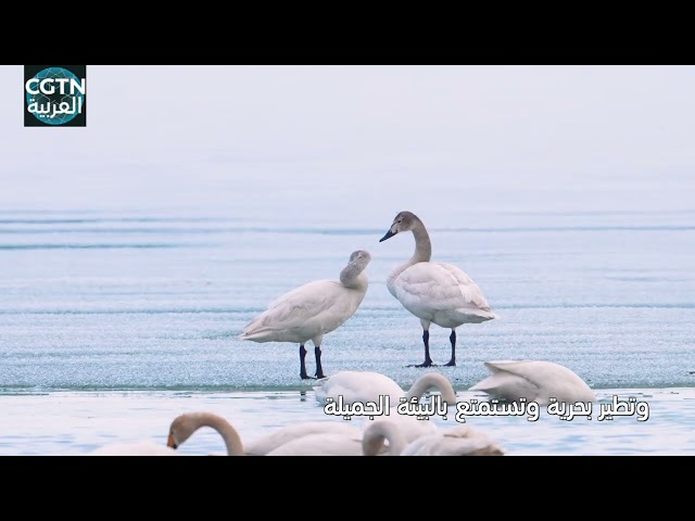⁣بحيرة أولونغو في شينجيانغ تستقبل أسراب الطيور المهاجرة