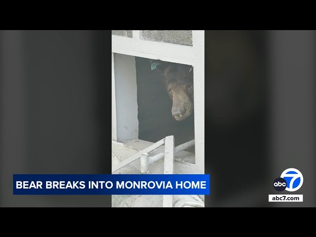 ⁣Bear breaks into crawl space of Monrovia home, won't leave