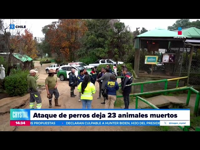 ⁣Ataque de perros salvajes deja a 23 animales muertos en Chile