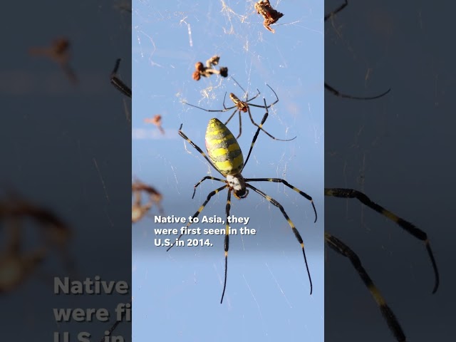 ⁣Joro spiders: What to know about the big, flying arachnids #Shorts