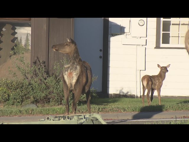 ⁣Colorado Parks and Wildlife discusses recent elk attacks in Estes Park