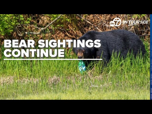 ⁣Little Rock bear sighting stirs local curiosity and safety reminders