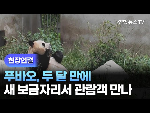 ⁣[현장연결] 푸바오, 두 달 만에 새 보금자리서 관람객 만나 / 연합뉴스TV (YonhapnewsTV)