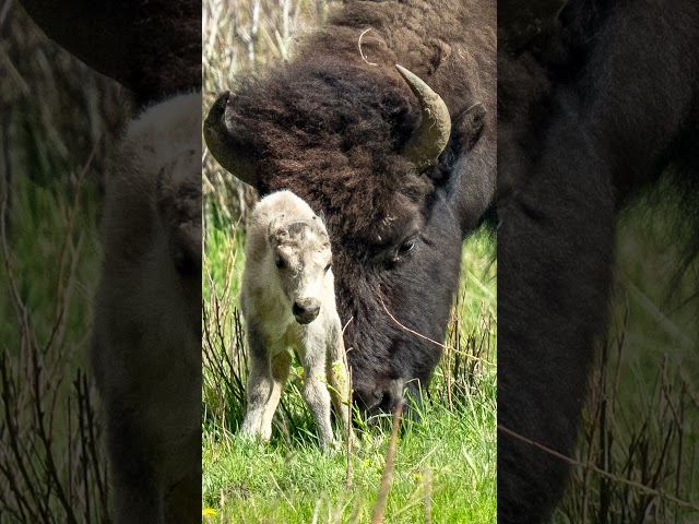⁣Extremely rare white bison calf spotted at Yellowstone National Park #Shorts
