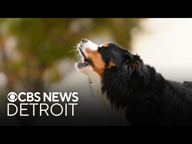 ⁣AI to interpret meaning of dog barks. University of Michigan professor explains.