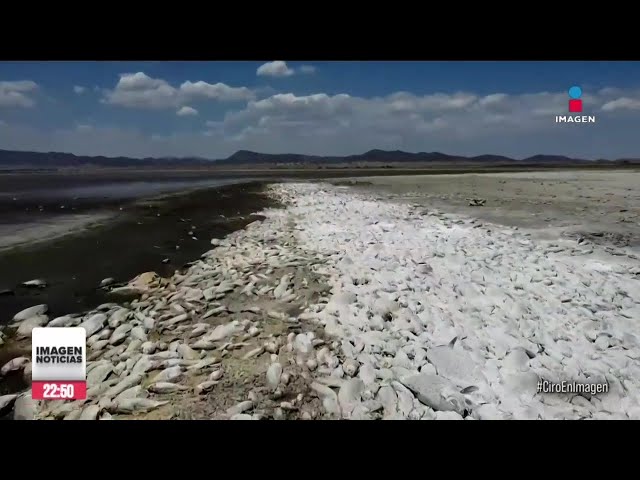 ⁣Así se ven más de 5 kilómetros de miles de peces muertos por la sequía en Chihuahua | Ciro