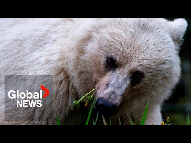 ⁣“Devastating” death of rare white grizzly bear, cubs prompts calls for change