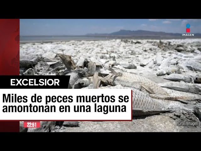 ⁣Sequía en Chihuahua causa la muerte de miles de peces en laguna