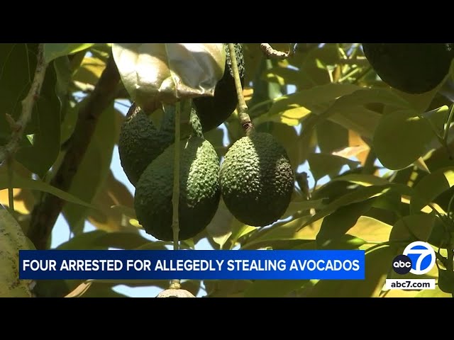 ⁣4 accused of stealing hundreds of pounds of avocados from SoCal farm