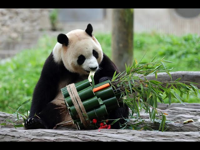 ⁣Giant panda star Fu Bao greets the public in China's Sichuan