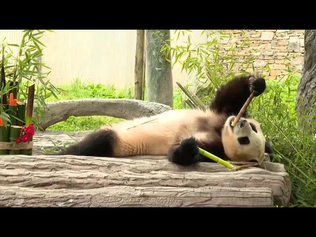 ⁣Giant panda Fu Bao makes debut in SW China