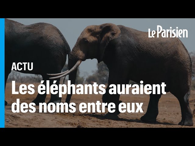 ⁣Une étude suggère que les éléphants auraient des « noms » entre eux