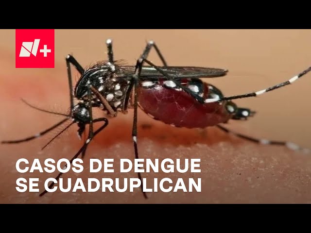 ⁣Casos de dengue se cuadruplican este año respecto al mismo periodo de 2023 - En Punto
