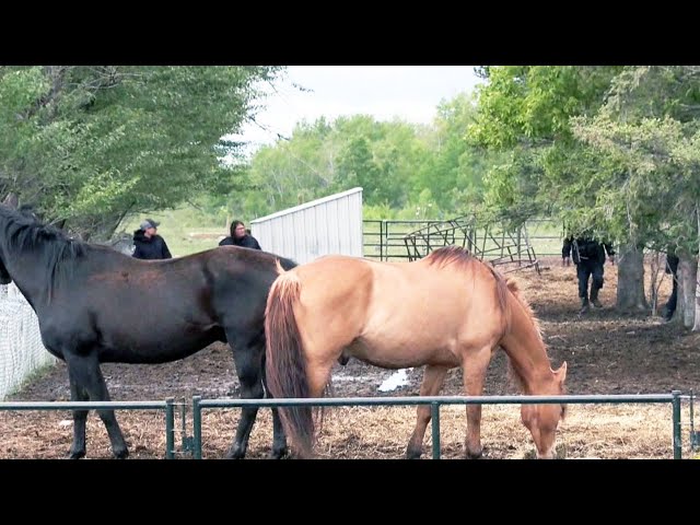 ⁣Horses removed from Manitoba sanctuary over abuse allegations