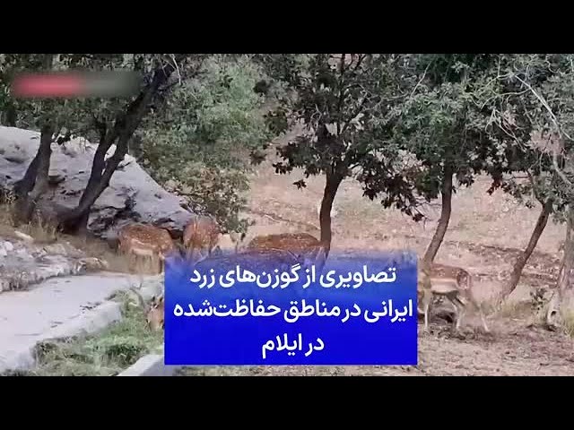 ⁣تصاویری از گوزن‌های زرد ایرانی در مناطق حفاظت‌شده در ایلام
