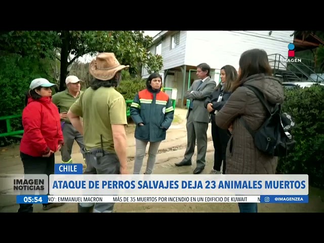 ⁣Ataque de perros salvajes deja 23 animales muertos en Chile