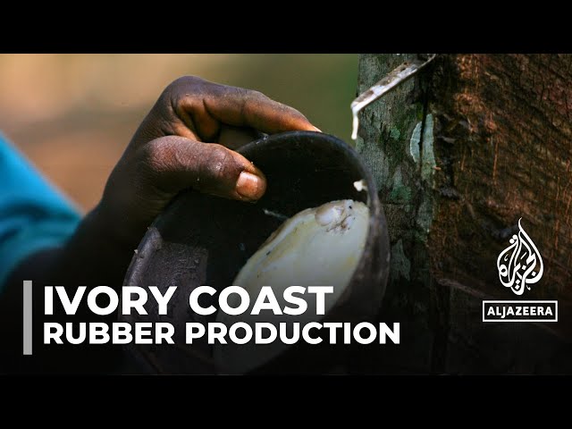 ⁣Ivory Coast cocoa industry: Farmers turning to rubber production