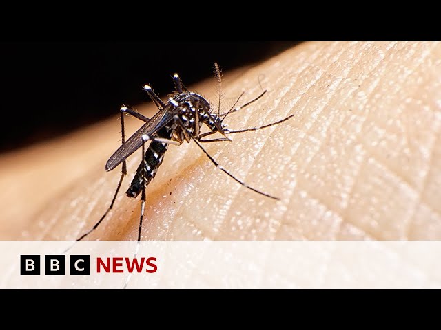 ⁣Tiger mosquitoes behind dengue fever rise in Europe | BBC News