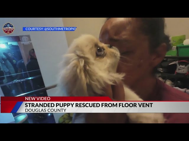 ⁣Puppy falls through vent, rescued without a scratch
