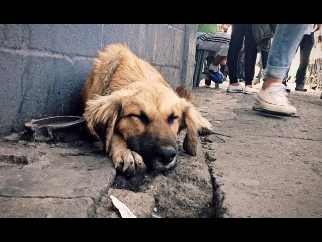 ⁣Desalmado acabó con la vida de un perrito que dormía en la calle a punta de ladrillazos