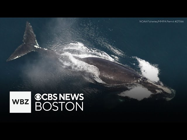 ⁣More than 160 whale sights documented in "dazzling" display off Massachusetts