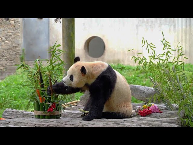 ⁣GLOBALink | ROK-born giant panda Fu Bao greets the public in China's Sichuan