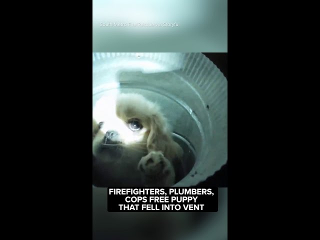 ⁣Rescuers band together to save puppy who fell into air vent