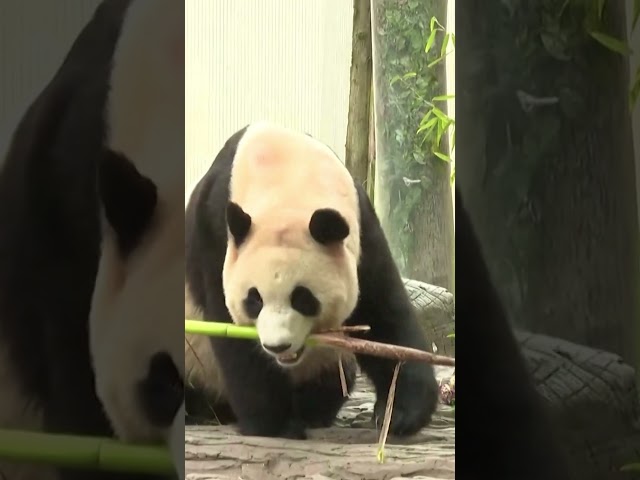 ⁣Cute giant panda Fu Bao appears before visitors #Shorts