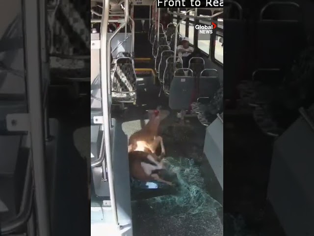 ⁣Deer smashes through bus windshield in shocking video