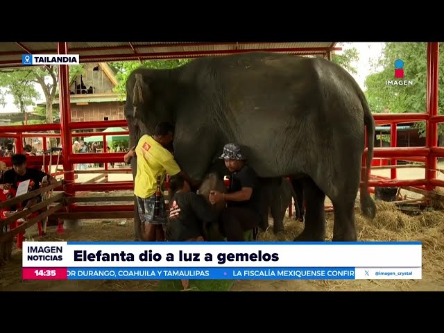 ⁣Elefanta da a luz a gemelos en Tailandia | Noticias con Crystal Mendivil