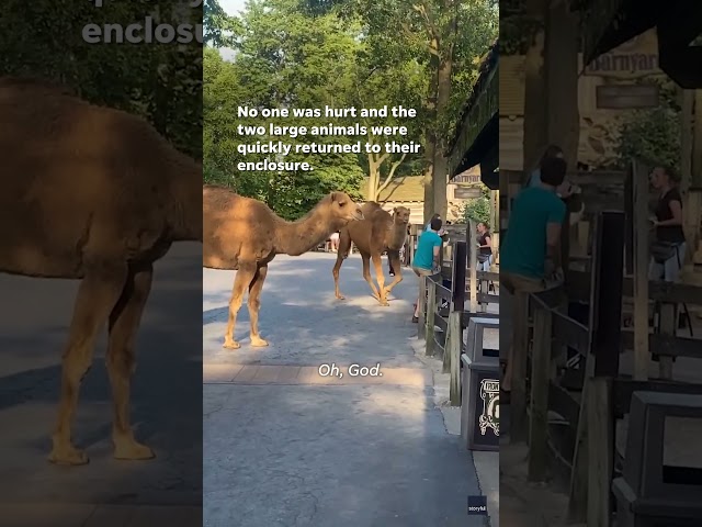 ⁣Watch: Two loose camels trot through Cedar Point #Shorts
