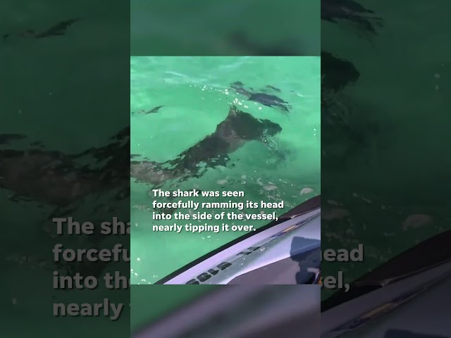 ⁣Watch: Shark nearly tips over jet skiers after ramming into vessel #Shorts