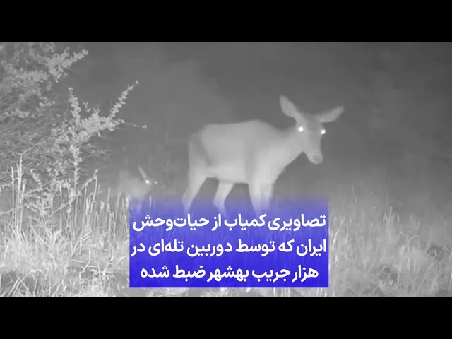 ⁣تصاویری کمیاب از حیات‌وحش ایران که توسط دوربین تله‌ای در هزار جریب بهشهر ضبط شده
