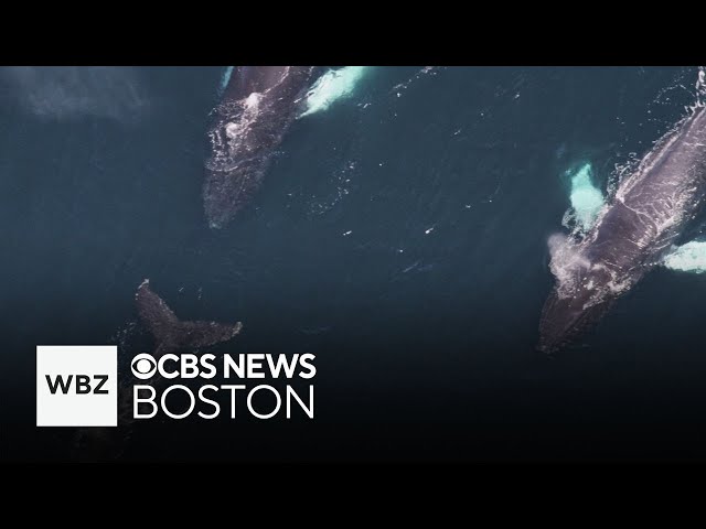 ⁣NOAA reports 161 whale sightings, including orcas, off Massachusetts