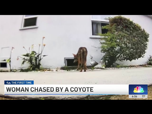 ⁣Coyotes appearing and chasing people in urban Los Angeles