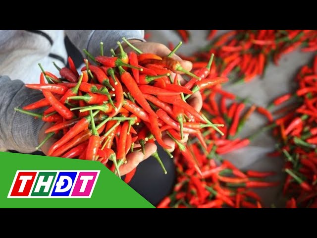 ⁣Xuất khẩu ớt tăng mạnh | THDT
