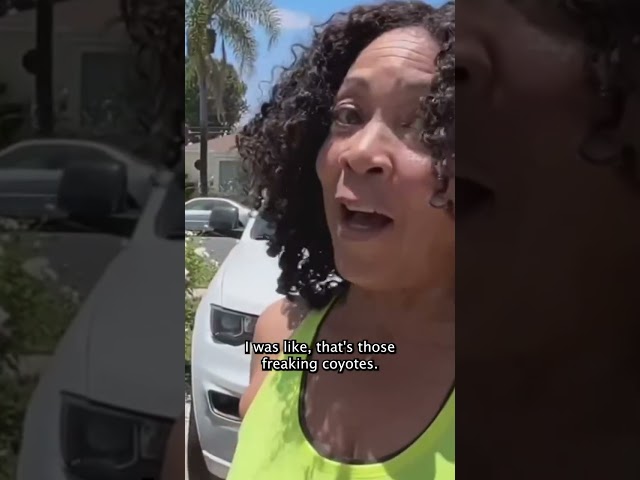 ⁣Coyote chases a woman in Los Angeles