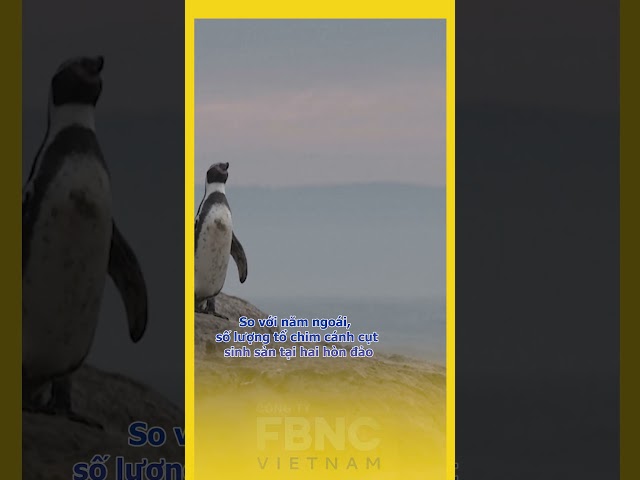 ⁣Chim cánh cụt Humboldt đối mặt nguy cơ tuyệt chủng