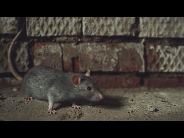 ⁣City of Ottawa looking at using contraceptives to help control the rat population