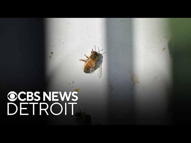 ⁣Honey bees can detect lung cancer, Michigan researchers say