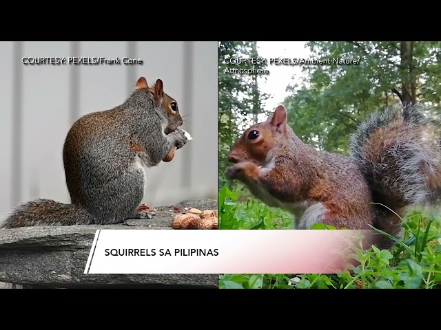 ⁣Squirrels sa Pilipinas | 24 Oras