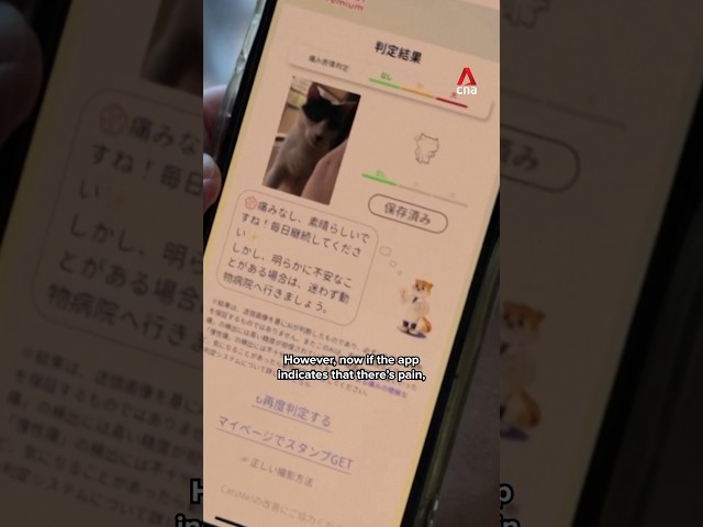 ⁣New app in Japan uses AI to detect when cats are in pain